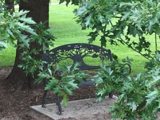 Bench With Tree